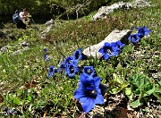 51 Gentiana clusii